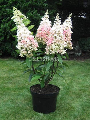 Гортензия метельчатая Пинки Винки (Hydrangea paniculata 'Pinky Winky')