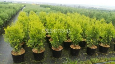 Туя западная Салланд (Thuja occidentalis 'Salland')