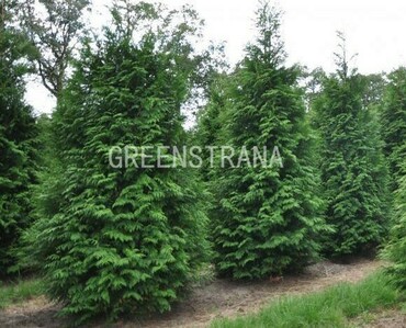 Туя складчатая Мартин (Thuja plicata 'Martin')