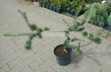 Лиственница европейская Крейчи (Larix decidua 'Krejci')