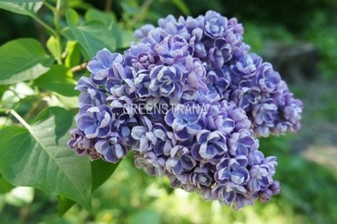 Сирень обыкновенная Ами Шотт (Syringa vulgaris 'Ami Schott')