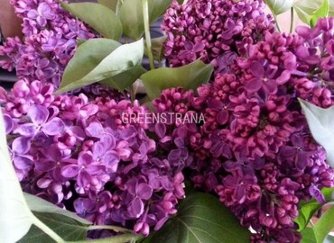 Сирень обыкновенная Богдан Хмельницкий (Syringa vulgaris 'Bogdan Khmelnytsky')