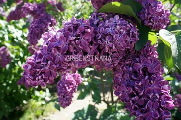 Сирень обыкновенная Леди Линдсей (Syringa vulgaris 'Lady Lindsay')