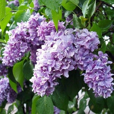 Сирень обыкновенная Максимович (Syringa vulgaris 'Maximovicz')
