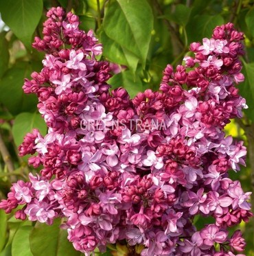 Сирень обыкновенная Принц Волконский (Syringa vulgaris 'Prince Wolkonsky')