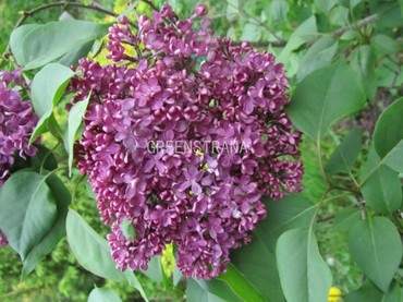 Сирень обыкновенная Радж Капур (Syringa vulgaris 'Raj Kapoor')
