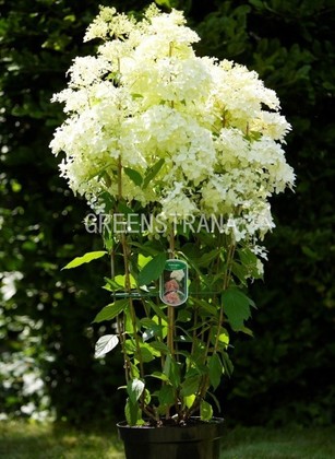 Гортензия метельчатая Фантом (Hydrangea paniculata 'Phantom')