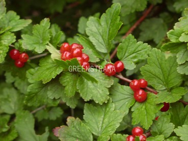 Смородина альпийская Дима (Ribes alpinum 'Dima')