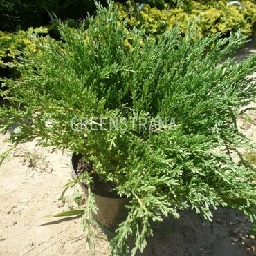Можжевельник горизонтальный Прострата (Juniperus horizontalis 'Prostrata')