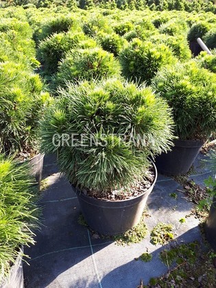 Сосна горная Варелла (Pinus mugo 'Varella')