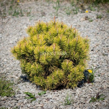 Сосна горная Голден Глоу (Pinus mugo 'Golden Glow')