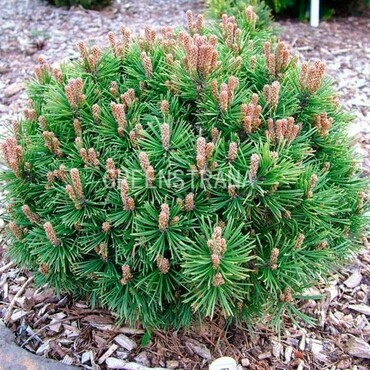 Сосна горная Миникин (Pinus mugo 'Minikin')