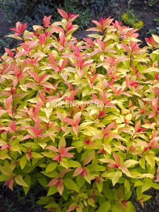Спирея японская Голдфлейм (Spiraea japonica 'Goldflame')