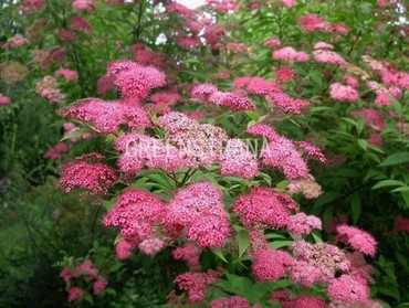 Спирея японская Магнум Роуз (Spiraea japonica 'Magnum Rose')