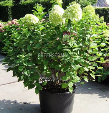 Гортензия метельчатая Полар Бир (Hydrangea paniculata 'Polar Bear')