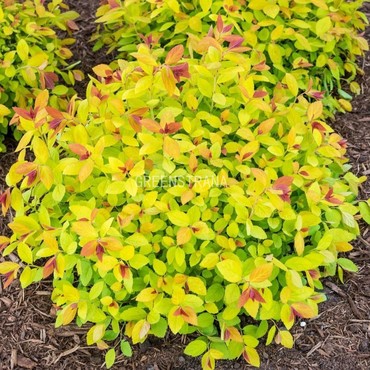 Спирея японская Мерло Голд (Spiraea japonica 'Merlo Gold')