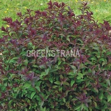 Спирея японская Мерло Грин (Spiraea japonica 'Merlo Green')