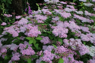 Спирея японская Спарклинг Шампань (Spiraea japonica 'Sparkling Champagne')