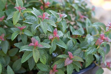 Спирея японская Суперстар (Spiraea japonica 'Superstar')