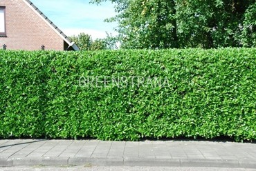 Вяз мелколистный (Ulmus parvifolia)