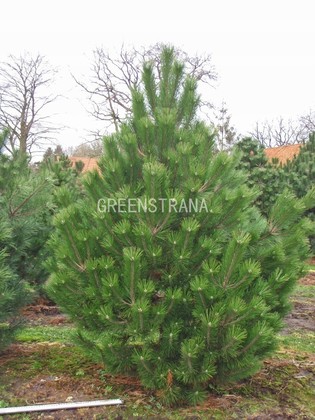 Сосна черная Австрийская (Pinus nigra)