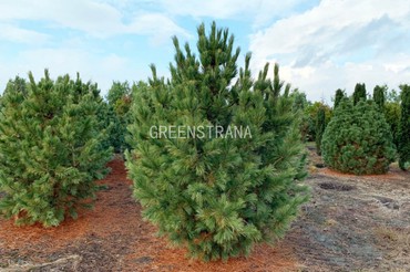 Сосна кедровая европейская (Pinus cembra)