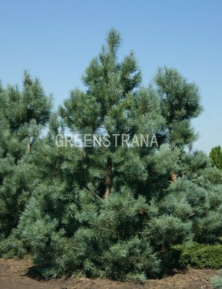 Сосна обыкновенная Глаука (Pinus sylvestris 'Glauca')