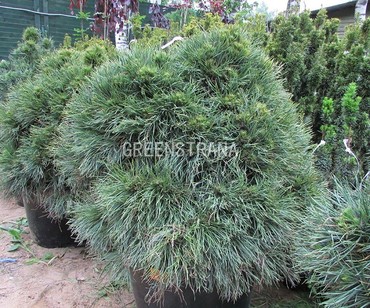 Сосна обыкновенная Глобоза Виридис (Pinus sylvestris 'Globosa Viridis')