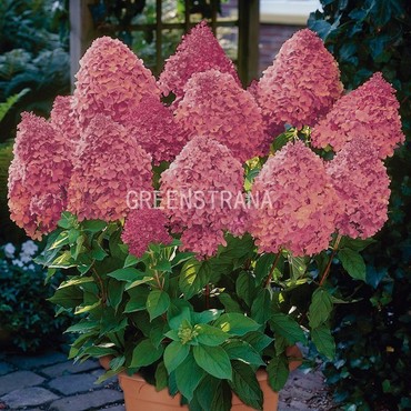 Гортензия метельчатая Мэджик Файер (Hydrangea paniculata 'Magic Fire')
