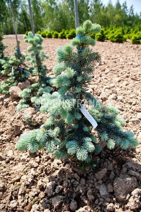 Ель колючая Шовенхорст (Picea pungens 'Schovenhorst')