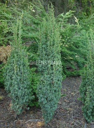 Можжевельник обыкновенный Суэцика Нана (Juniperus communis 'Suecica Nana')