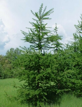 Лиственница американская (Larix laricina)