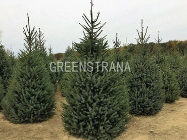 Ель сербская (Picea omorika) Extra