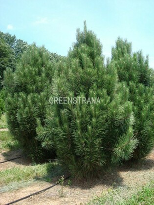 Сосна черная (Pinus nigra) Extra