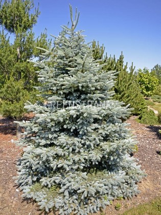 Ель колючая Беби Блю Айс (Picea pungens 'Baby Blue Ice')