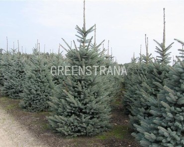 Ель колючая Блю Тринкет (Picea pungens 'Blue Trinket')