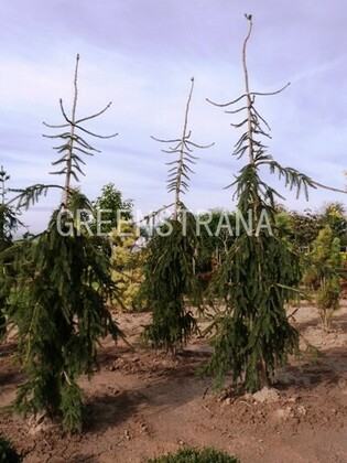 Ель обыкновенная Ротенхаус (Picea abies 'Rothenhaus')