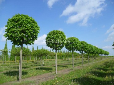 Липа крупнолистная Оребро (Tilia platyphyllos 'Orebro')