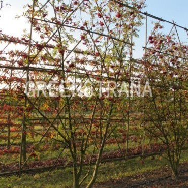 Рябина обыкновенная (Sorbus aucuparia) Шпалера