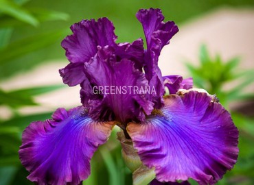 Ирис германский Кантина (Iris germanica 'Cantina')