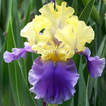Ирис германский Эдит Уолфорд (Iris germanica 'Edith Wolford')