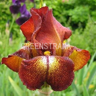Ирис германский Файер Крэкер (Iris germanica 'Fire Cracker')