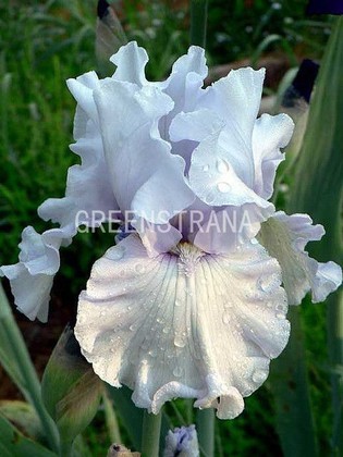 Ирис германский Сильверадо (Iris germanica 'Silverado')