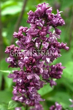 Сирень обыкновенная Шарль Жоли (Syringa vulgaris 'Charles Joly')