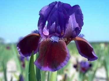 Ирис карликовый Дэринг Ду (Iris pumila 'Daring Do')