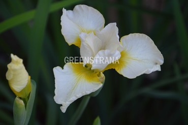 Ирис сибирский Беллиссима (Iris sibirica 'Bellissima')