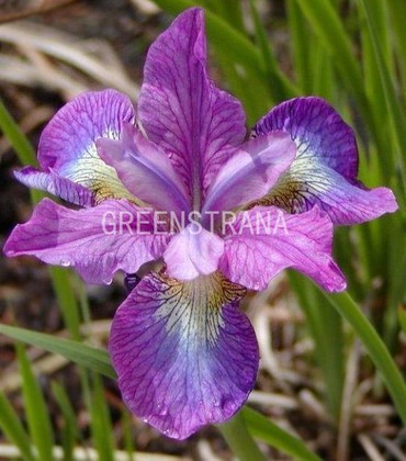 Ирис сибирский Иллайн Чарм (Iris sibirica 'Illine Charm')