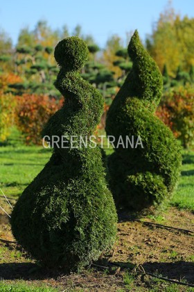 Туя западная Смарагд (Thuja occidentalis 'Smaragd')