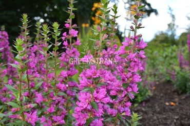 Дербенник иволистный Робин (Lythrum salicaria 'Robin')