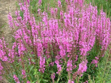 Дербенник иволистный Рози Джем Ред Бьютис (Lythrum salicaria 'Rosy Gem Red Beauties')